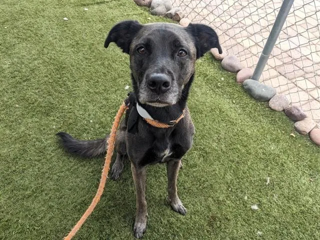 Kaia