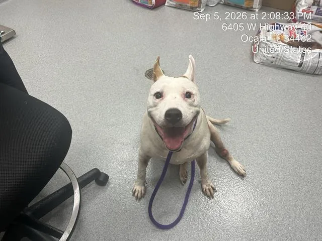 A senior large-sized female Pit Bull Terrier dog named Lola for adoption in Ocala, FL