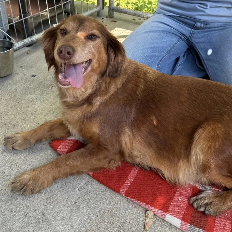 An adult medium-sized female Red / Chestnut / Orange Golden Retriever dog named Gracie Jane for adoption in Columbus, NC