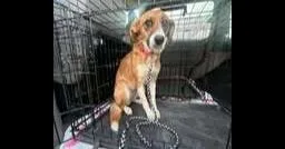 An adult medium-sized male Beagle dog named Clancy for adoption in Owenton, KY