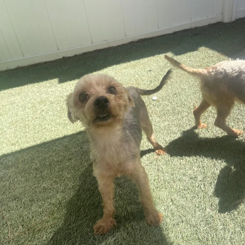 An adult small-sized male Yorkshire Terrier dog named Teddy for adoption in Baton Rouge, LA