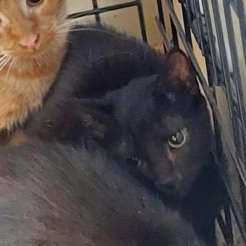 A young small-sized female Black Domestic Short Hair cat named Louise for adoption in Ashtabula, OH