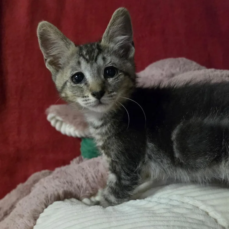 A baby medium-sized male Tabby (Brown / Chocolate) Domestic Short Hair cat named Toulouse for adoption in Graham, WA