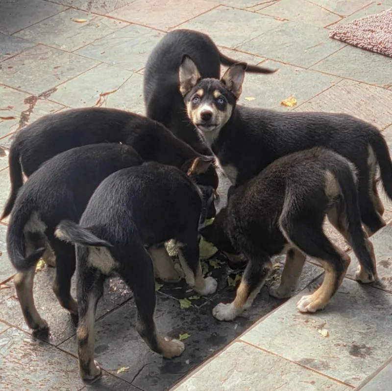 A baby large-sized female Tricolor (Brown, Black, & White) Husky dog named Juno for adoption in Pleasanton, CA