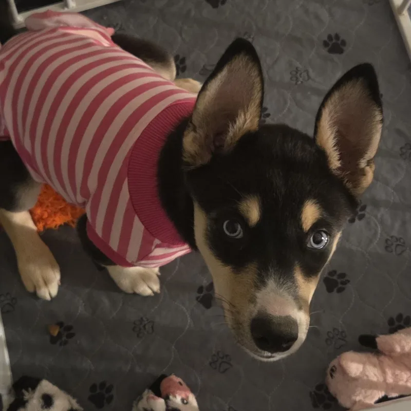 Juno thumbnail 3