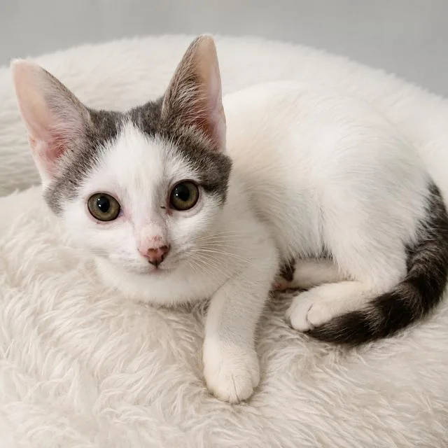A baby medium-sized female Black & White / Tuxedo Domestic Short Hair cat named Yin for adoption in Blaine, MN