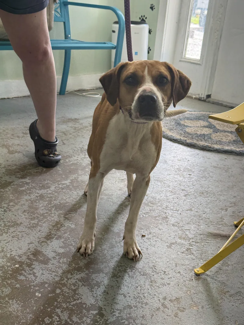 An adult medium-sized male Beagle dog named Moose for adoption in Fayetteville, WV