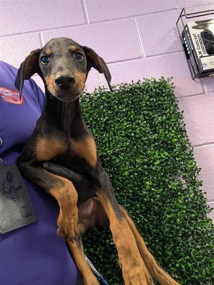 A baby large-sized female Doberman Pinscher dog named 61764047 for adoption in El Paso, TX