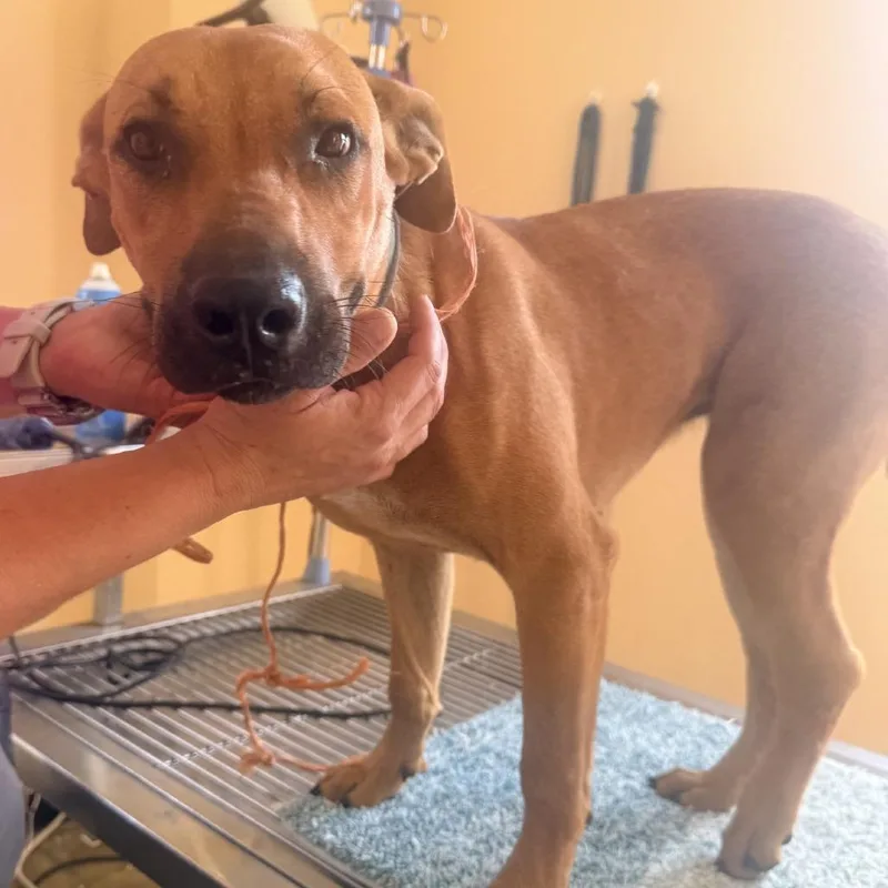 A young medium-sized female Yellow / Tan / Blond / Fawn Mixed Breed dog named Dixie for adoption in Corinth, MS