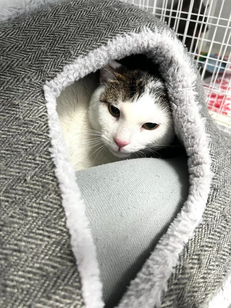 A young small-sized male Domestic Short Hair cat named Gandalf for adoption in Brookings, OR