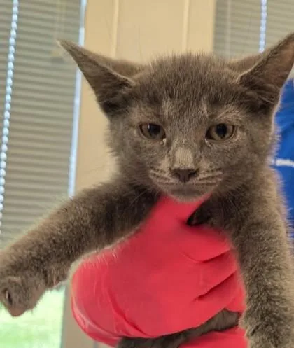 A young small-sized female Domestic Short Hair cat named Elphaba for adoption in Lafayette, IN