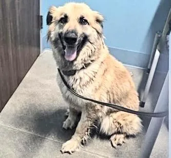An adult medium-sized female German Shepherd Dog dog named Daphne for adoption in Houston, TX