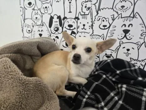 A young small-sized female Chihuahua dog named Tina for adoption in San Pedro, CA