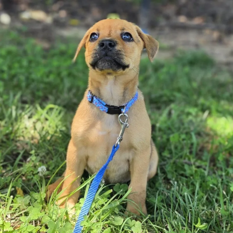 A baby medium-sized female Yellow / Tan / Blond / Fawn Retriever dog named Pringles for adoption in Lowell, AR
