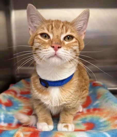 A young medium-sized male Domestic Short Hair cat named Peanut for adoption in Neosho, MO