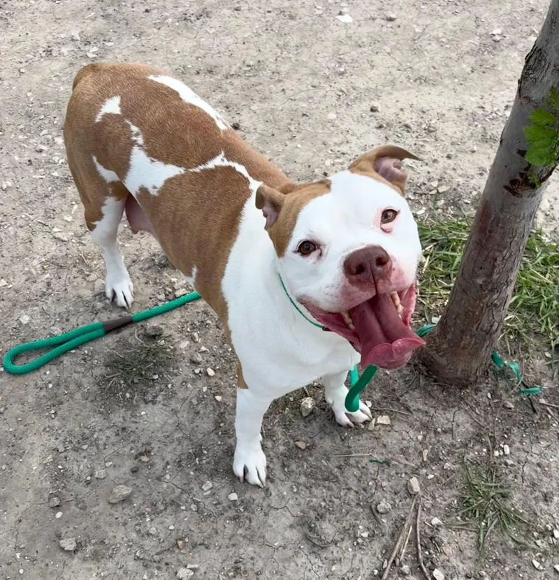 An adult medium-sized female Brown / Chocolate Pit Bull Terrier dog named Apricot for adoption in Chicago, IL