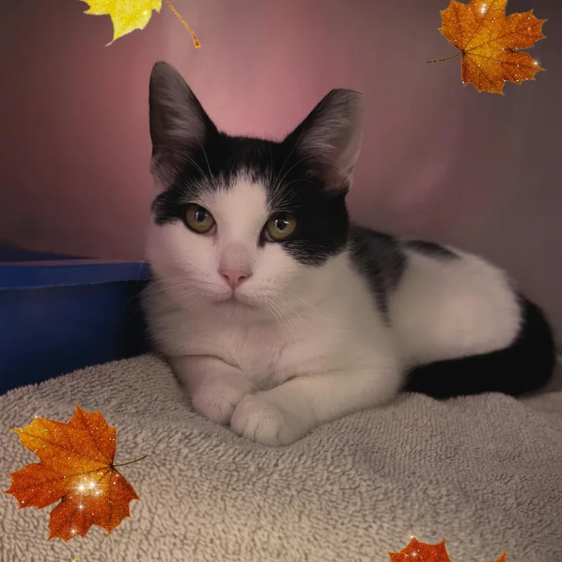 A baby medium-sized male Domestic Short Hair cat named Taffy for adoption in Clifton, NJ