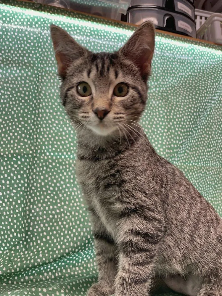A baby small-sized female Domestic Short Hair cat named Silky Anteater for adoption in Omaha, NE
