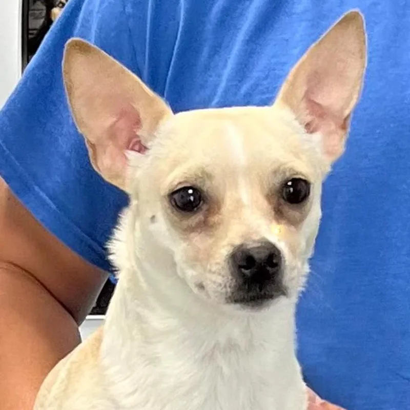 A young small-sized male White / Cream Chihuahua dog named Wyatt for adoption in Albany, NY