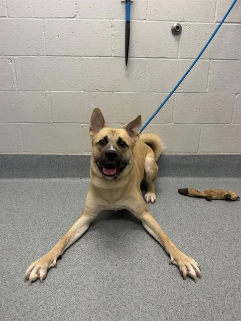 Leo