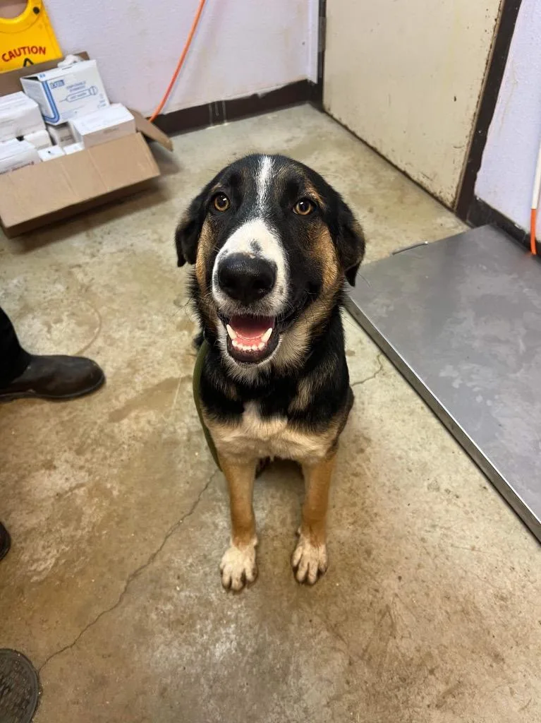 An adult large-sized male Shepherd dog named Gumball for adoption in New Braunfels, TX