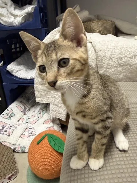 A baby medium-sized male Tabby (Gray / Blue / Silver) Domestic Short Hair cat named Fig for adoption in Mount Prospect, IL