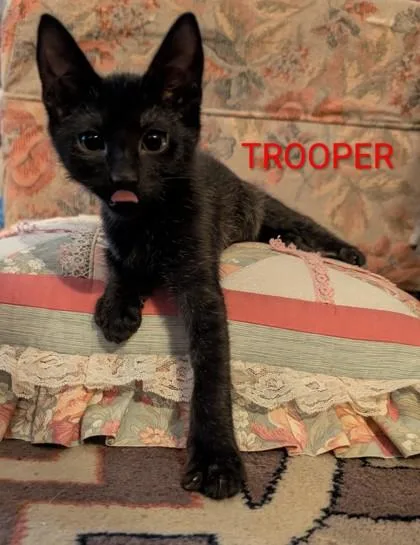 A baby small-sized male Domestic Short Hair cat named Trooper for adoption in Sacramento, CA