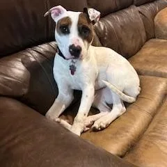 A young medium-sized female Australian Cattle Dog / Blue Heeler dog named Artemis for adoption in Blacksburg, VA