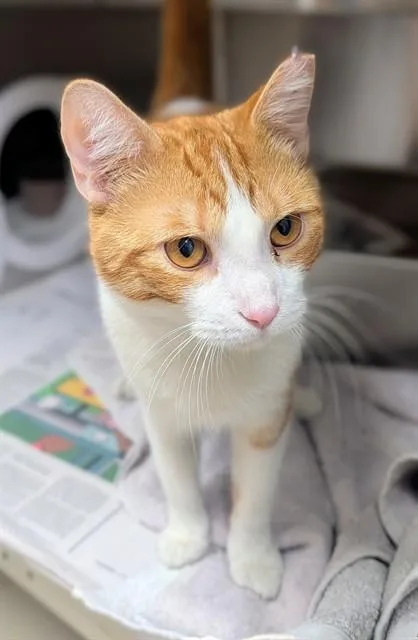 An adult medium-sized male Domestic Short Hair cat named Mr. Goldenlove for adoption in Fort Lauderdale, FL