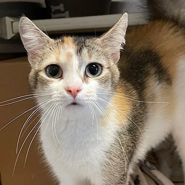 An adult small-sized female Domestic Short Hair cat named Starr for adoption in Des Moines, IA