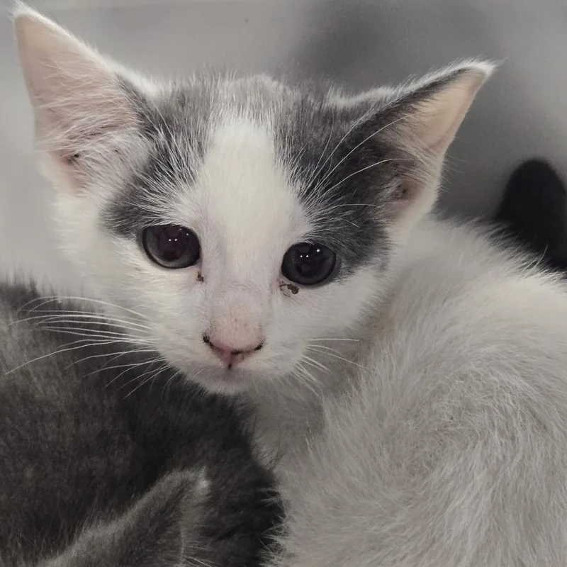 A baby small-sized female White Domestic Short Hair cat named Baklava for adoption in Newark, NJ