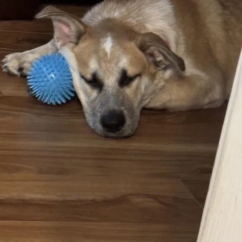 A young medium-sized female Corgi dog named Maya for adoption in San Antonio, TX