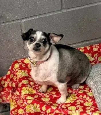 An adult small-sized female Mixed Breed dog named Charlie for adoption in Port Allen, LA