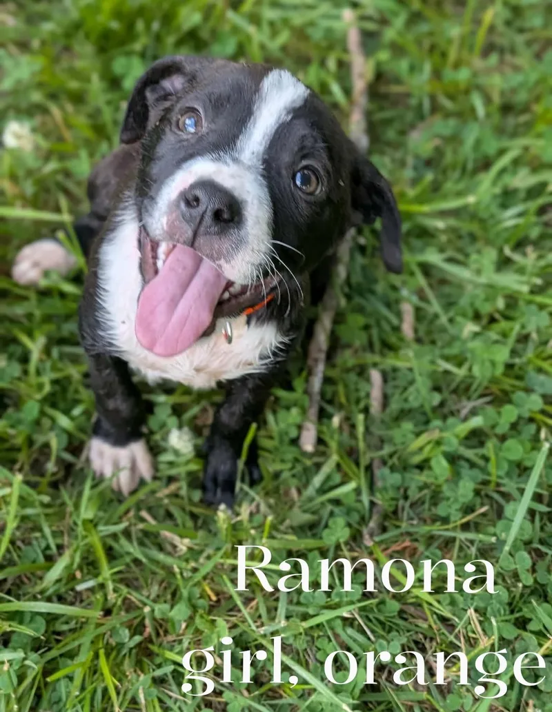 A baby medium-sized female Brindle Boxer dog named Ramona for adoption in Spring hill, TN