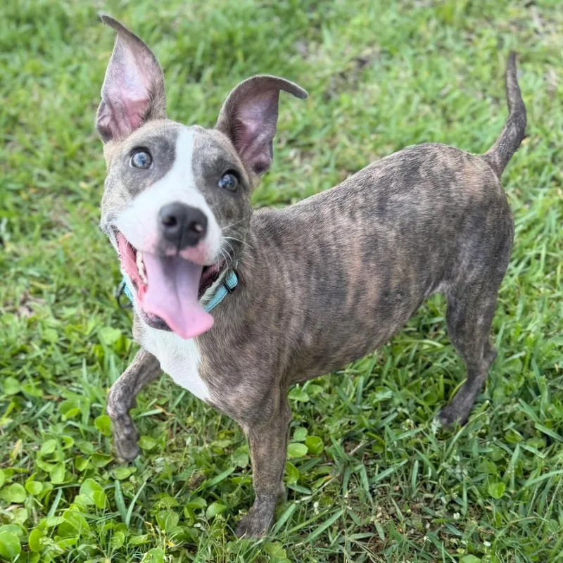A young medium-sized female Brindle Mixed Breed dog named Pawdora for adoption in Bradenton, FL