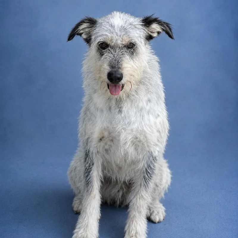An adult medium-sized female White / Cream Terrier dog named Strudel for adoption in Heber Springs, AR