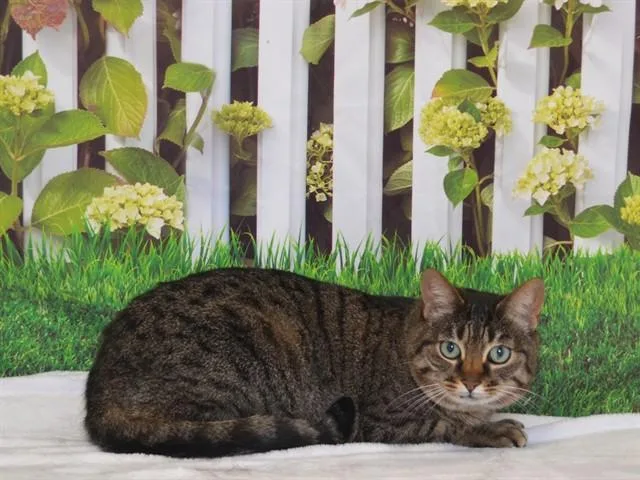 A senior small-sized female Domestic Short Hair cat named Baby for adoption in Oroville, CA
