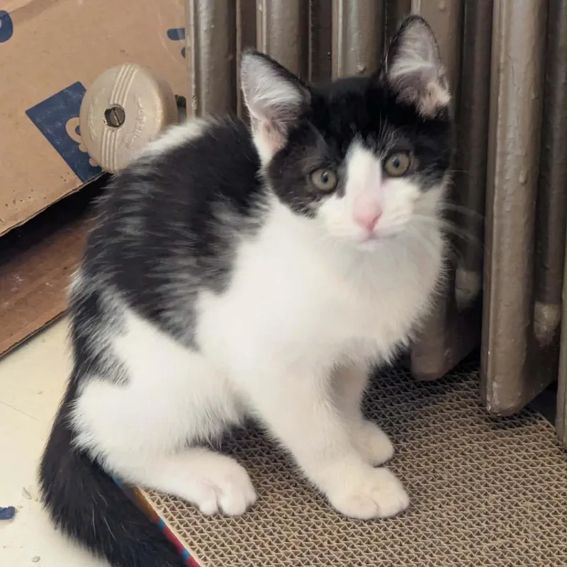 A baby small-sized male Black Domestic Short Hair cat named Frito for adoption in Harrisonburg, VA