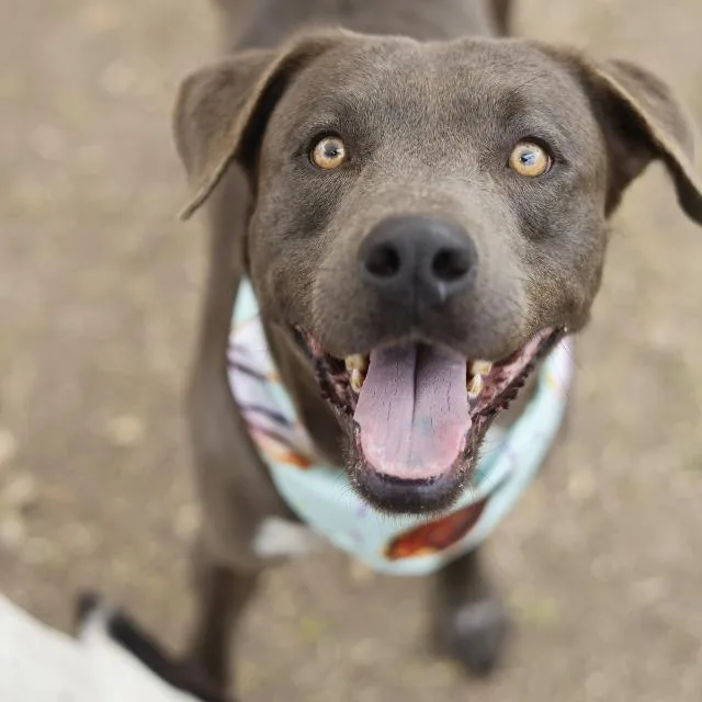 An adult medium-sized male American Staffordshire Terrier dog named Choco for adoption in San Antonio, TX