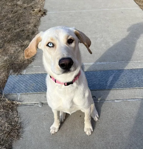 An adult large-sized female Labrador Retriever dog named Benelli for adoption in Sioux City, IA