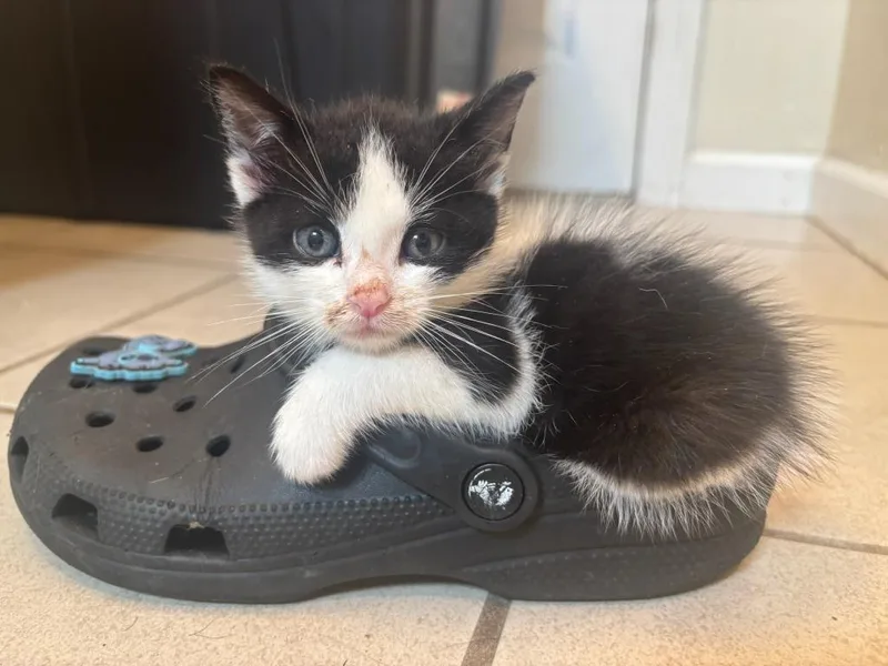 A baby medium-sized female Domestic Short Hair cat named Cow Girl for adoption in Pomona, NY