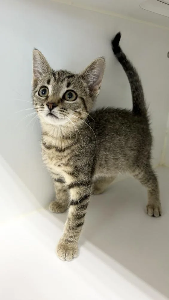A baby small-sized female Brown / Chocolate Domestic Short Hair cat named Julie for adoption in Rochester, IN
