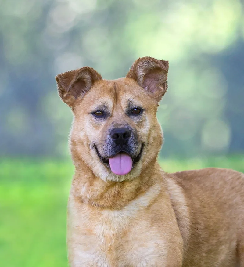 A young medium-sized male Terrier dog named Yogi for adoption in Coatesville, PA