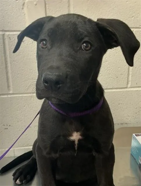A baby small-sized male Pit Bull Terrier dog named Justin for adoption in San Bernardino, CA