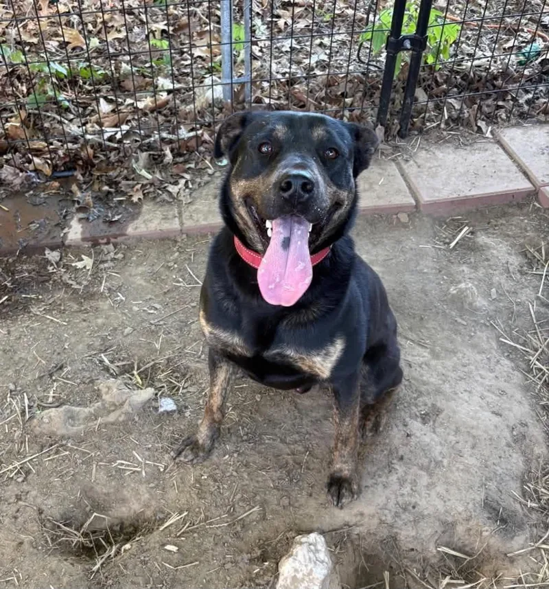 An adult large-sized male Rottweiler dog named Bullet for adoption in Holbrook, NY