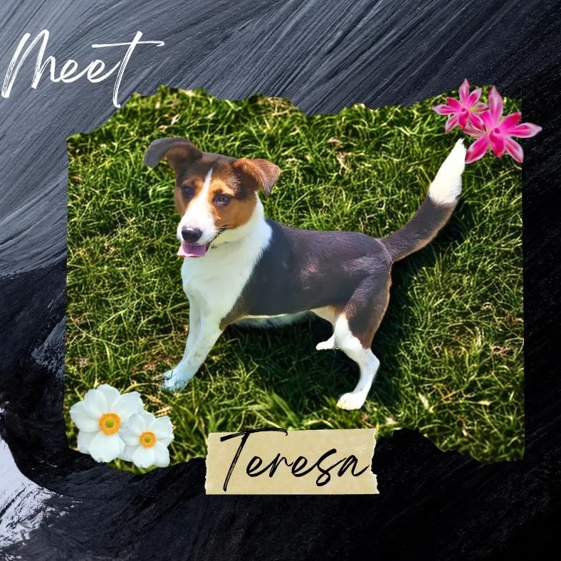 Teresa