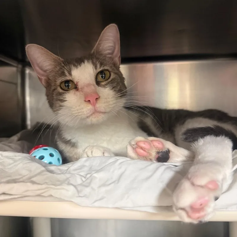 An adult medium-sized male Gray / Blue / Silver Domestic Short Hair cat named Ike for adoption in Flagstaff, AZ