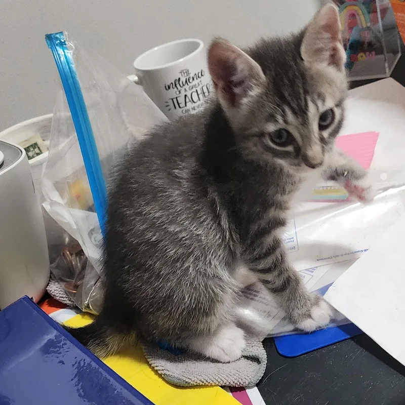 A baby small-sized female Tabby (Gray / Blue / Silver) Domestic Short Hair cat named Wanda for adoption in Bayonne, NJ