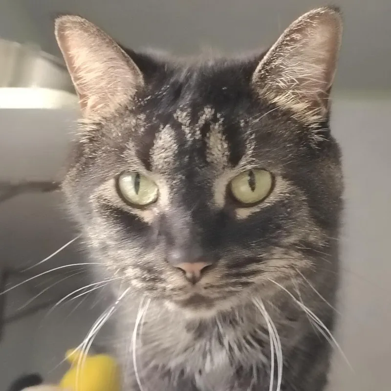 An adult small-sized female Gray / Blue / Silver Domestic Short Hair cat named Nora for adoption in Sarasota, FL