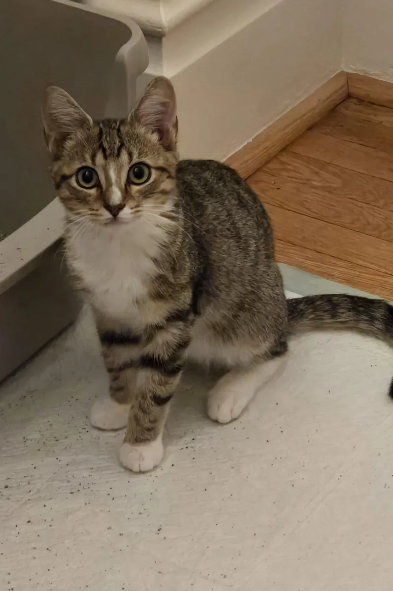 A baby small-sized male Domestic Short Hair cat named Bobby for adoption in Bethel Park, PA